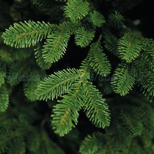 Canadian Classic műfenyő 180 cm