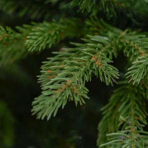 Lucfenyő prémium műfenyő 120 cm