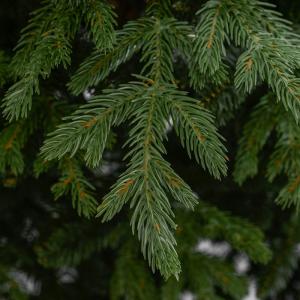 Lucfenyő prémium műfenyő 180 cm