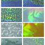 Dekorfólia hologramos 14 x 14 cm, 5 lap/cs