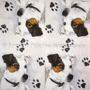Szalvéta - kutya Jack Russel