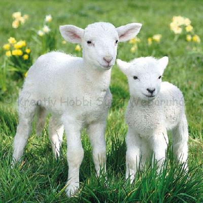 Szalvéta - bárány - Lambs
