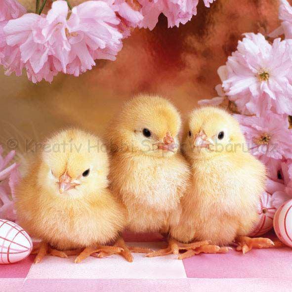 Szalvéta - csibék - Spring Chickens