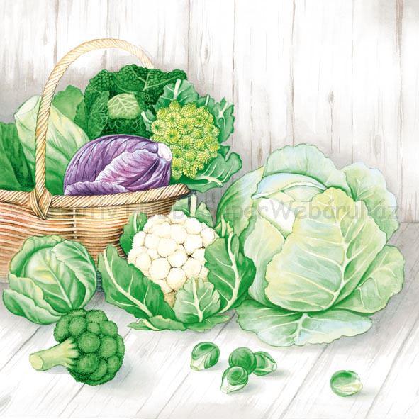 Szalvéta - fejes káposzták - Cabbage