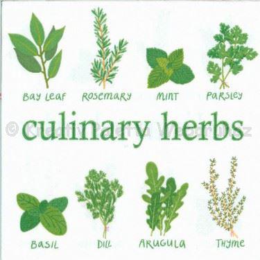 Szalvéta - fűszernövények