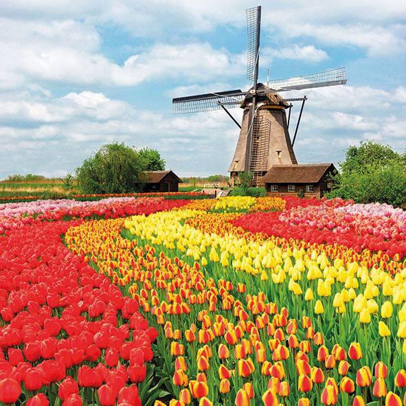 Szalvéta - Holland tulipán ültetvény - Tulip Field