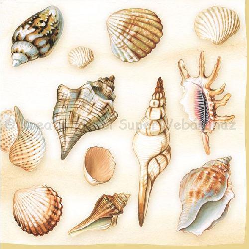 Szalvéta - kagylók - Shells