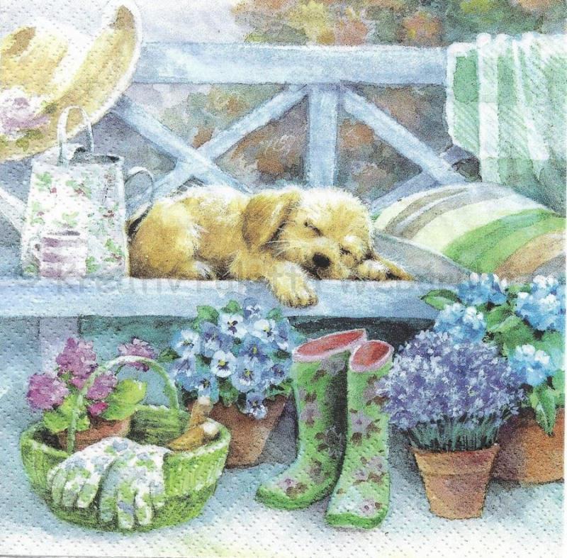 Szalvéta - kutya a kertben