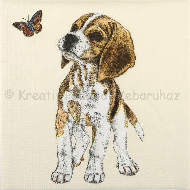 Szalvéta - kutya Beagle