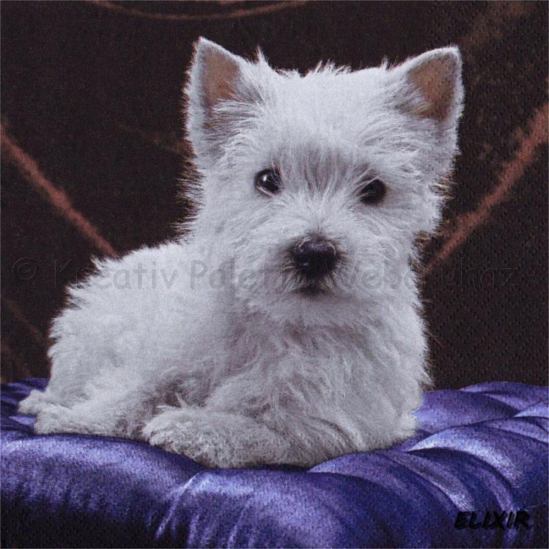 Szalvéta - kutya Westie