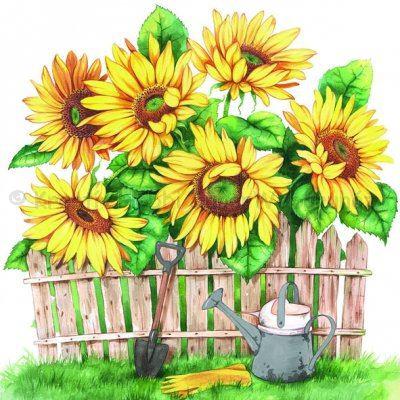 Szalvéta - napraforgók a kertben - Garden of Sunflowers