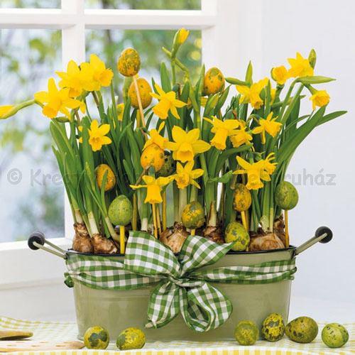 Szalvéta - nárcisz - Daffodils
