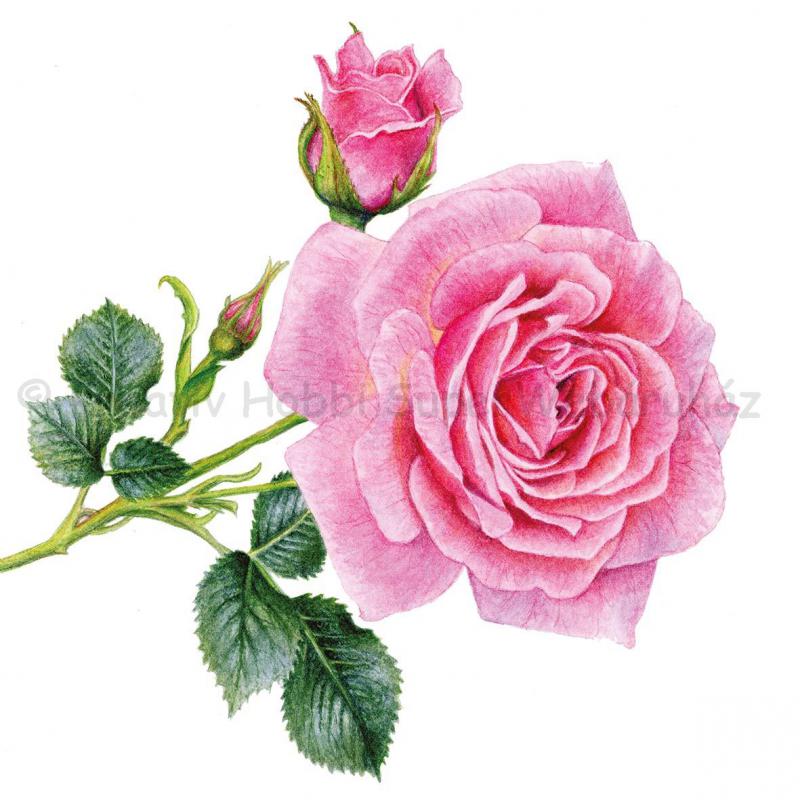 Szalvéta - rózsaszál