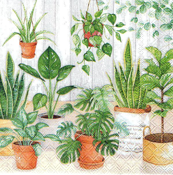 Szalvéta - szobanövények - Urban Jungle