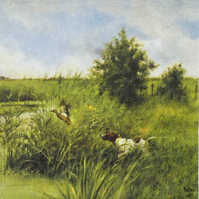 Szalvéta - vadászkutya