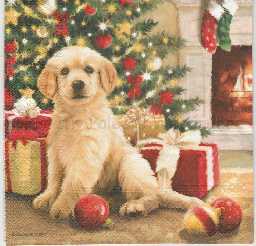 Szalvéta - várakozás az ajándékokra