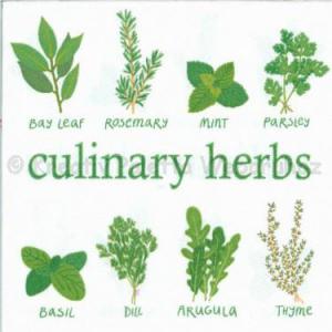 Szalvéta - fűszernövények