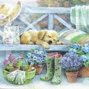 Szalvéta - kutya a kertben