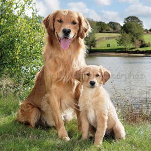 Szalvéta - kutya - Golden Retriever