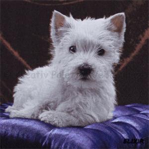 Szalvéta - kutya Westie