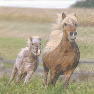 Szalvéta - ló vágtató csikójával