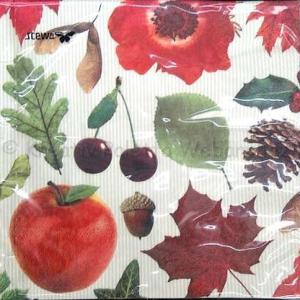 Szalvéta - termések, falevelek