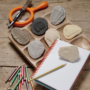 Agyagbélyegzők - Fosszíliák, kövületek