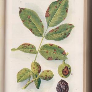 Dr. Kerekes Lajos (szerk.) Növényvédelem 1932. nov, dec. és 1933 teljes IX. évfolyam  +  Kertészet 1932 nov, dec. és 1933  teljes VII. évfolyam  (egybekötve)