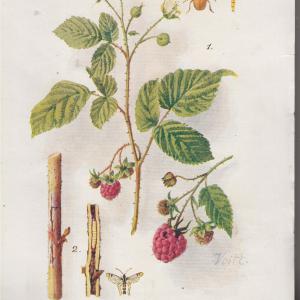 Dr. Kerekes Lajos (szerk.) Növényvédelem 1934. X. évfolyam és Kertészet 1934. VIII. évfolyam teljes (egybekötve)