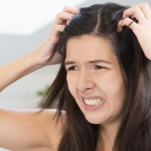 Korpás haj, Seboria