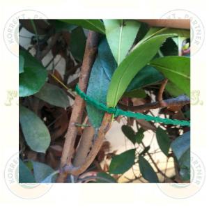 Kerti kötegelő 17cm 50 db /cs oldható Farmo (kerítésháló)