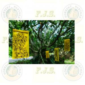 Rovarcsapda sárga lap nagy 10db A4, 17 x 24cm sárgalap