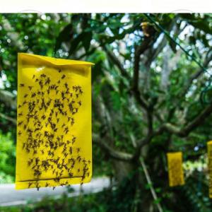 Rovarcsapda sárga lap nagy 10db A4, 17 x 24cm sárgalap