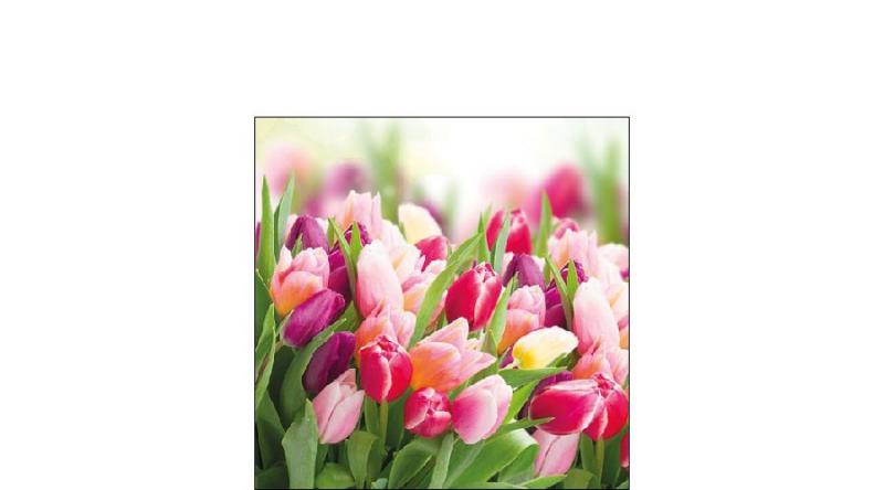 AMB.12512730 Glorious Tulips papírszalvéta 25x25cm,20db-os