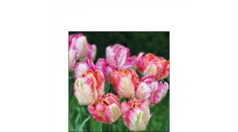 AMB.12517755 Parrot Tulips papírszalvéta 25x25cm,20db-os