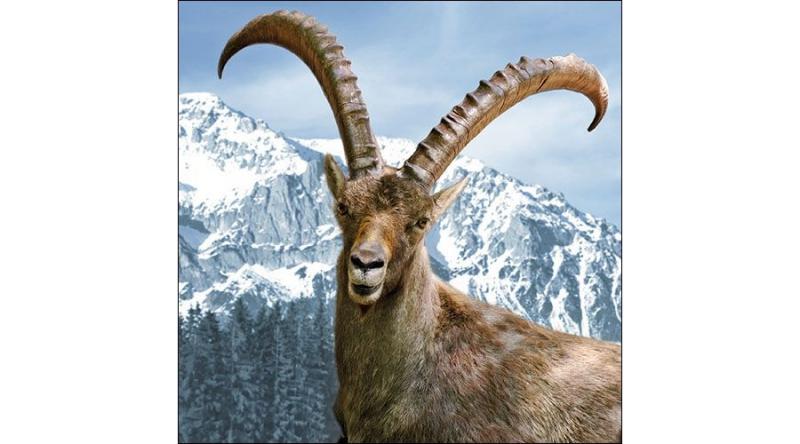 AMB.13314610 Capra Ibex papírszalvéta 33x33cm, 20db-os