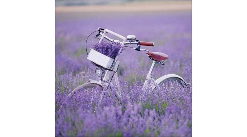 AMB.13317485 Bike In Lavender Field papírszalvéta 33x33cm, 20db-os, levendula mintás