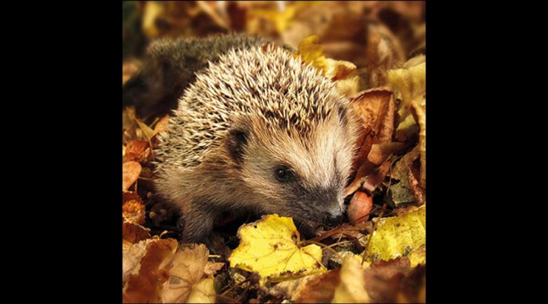 AMB.13317720 Hedgehog in the wild papírszalvéta 33x33cm, 20db-os