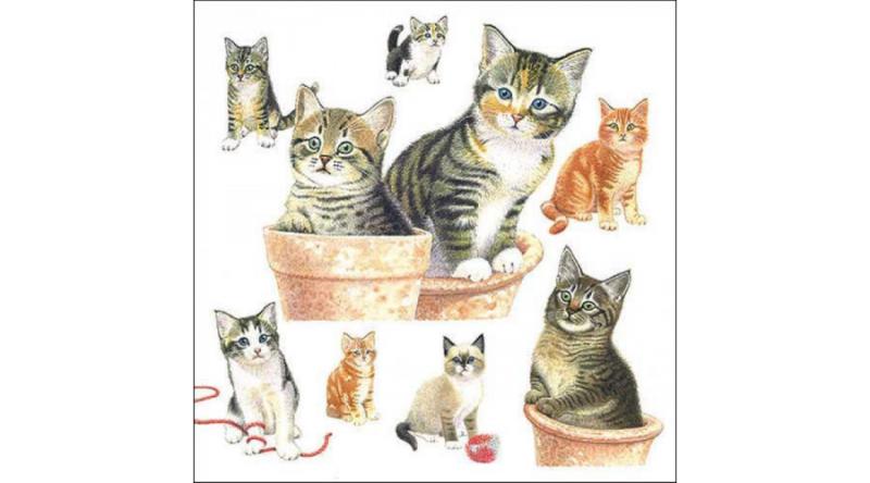 AMB.13318550 Cute kittens papírszalvéta 33x33cm, 20db-os