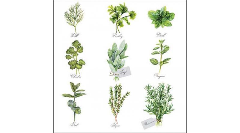 AMB.13318560 Herb selection papírszalvéta 33x33cm, 20db-os