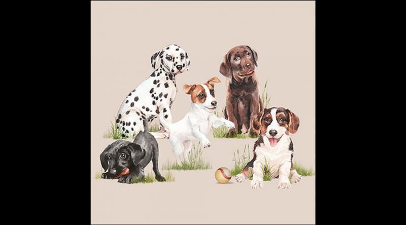 AMB.13319470 Playing puppies papírszalvéta 33x33cm, 20db-os