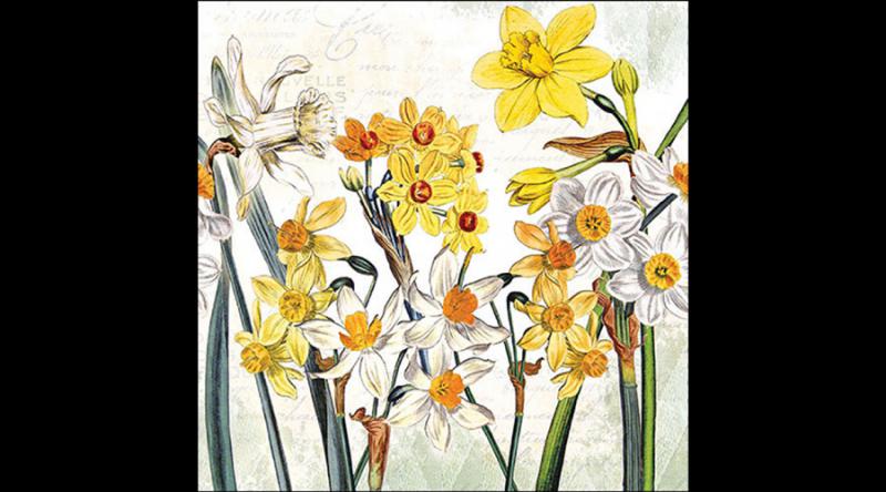 AMB.13319570 Narcissus papírszalvéta 33x33cm, 20db-os