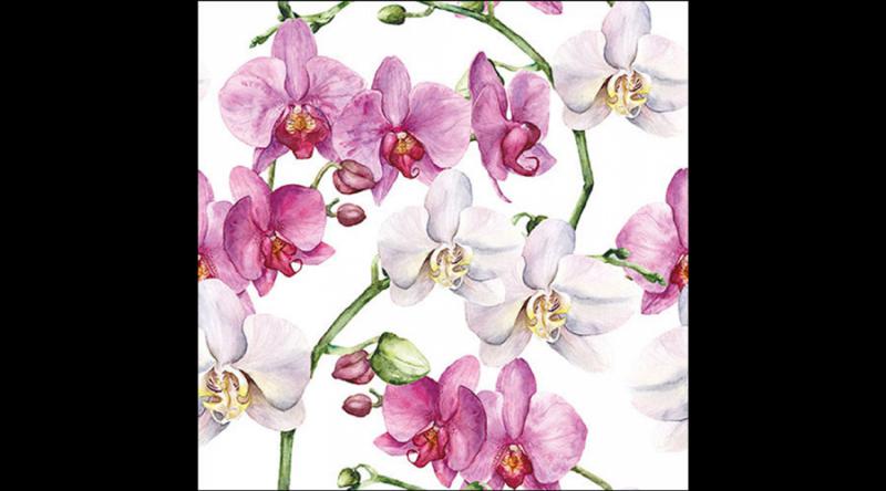 AMB.13319605 Elegant orchids white papírszalvéta 33x33cm, 20db-os