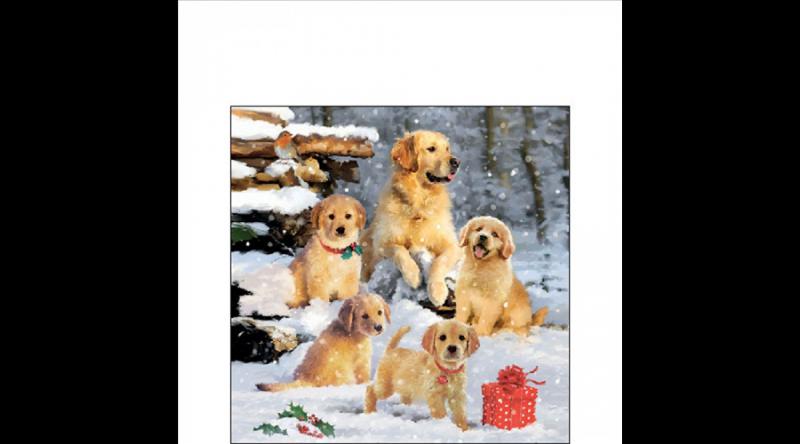 AMB.32518885 Golden retriever puppiees papírszalvéta 25x25cm, 20db-os