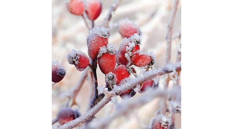 AMB.33313455 Frozen Rosehips papírszalvéta 33x33cm,20db-os