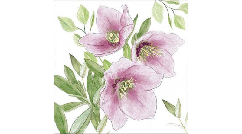 AMB.33318015 Classic helleborus papírszalvéta 33x33cm, 20db-os