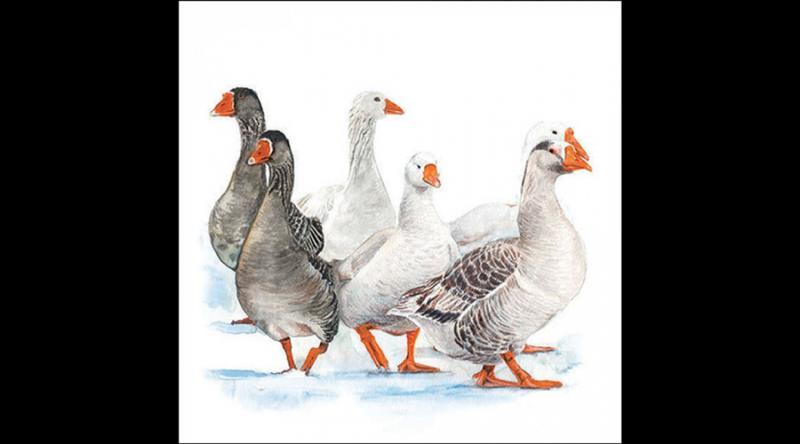 AMB.33319290 Winter geese papírszalvéta 33x33cm, 20db-os