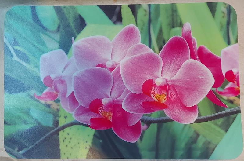 Delta műanyag reggeliző alátét, 45X30 cm, Tropical dream, ART T2230D552