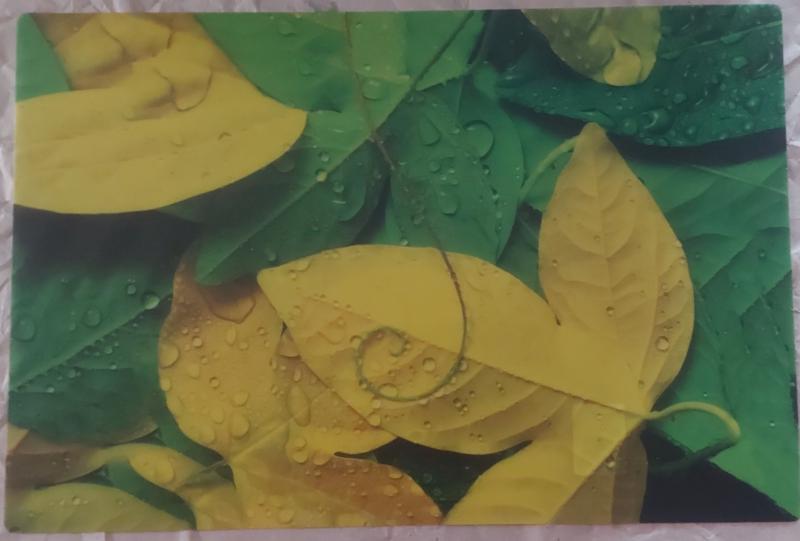 R2S műanyag Reggeliző alátét, YELLOW LEAVES, 45X30 cm ART YLV0550D