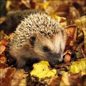 AMB.13317720 Hedgehog in the wild papírszalvéta 33x33cm, 20db-os